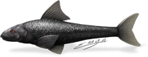 Lymanok, ou poisson noir.